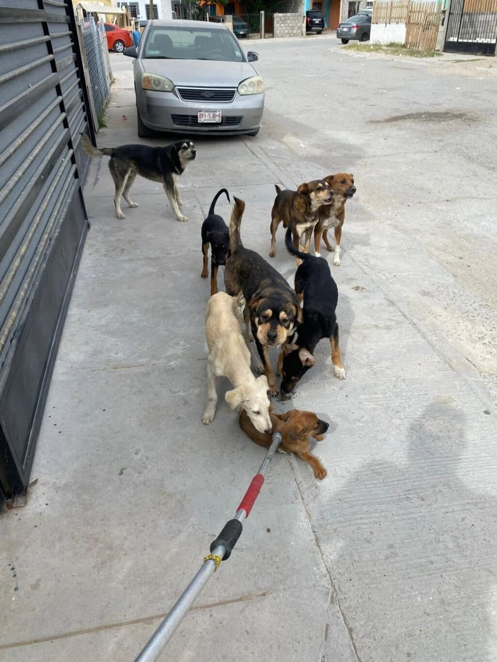 perros
