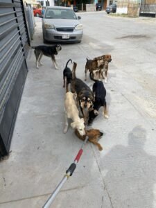 perros