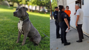 pibull
