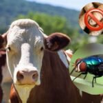 Moscas contra el gusano