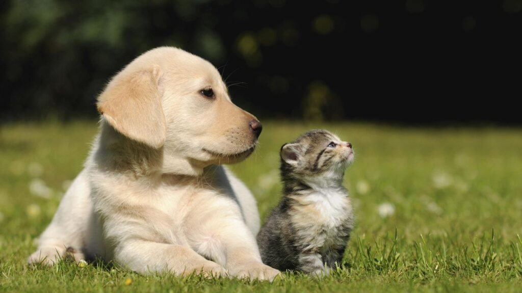perro