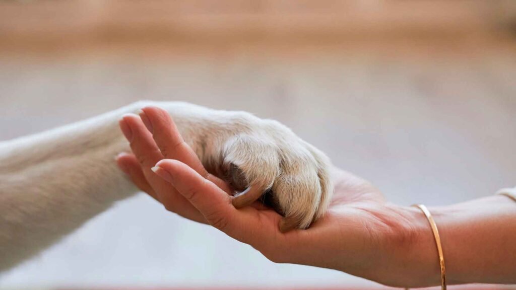 duelo-por-una-mascota